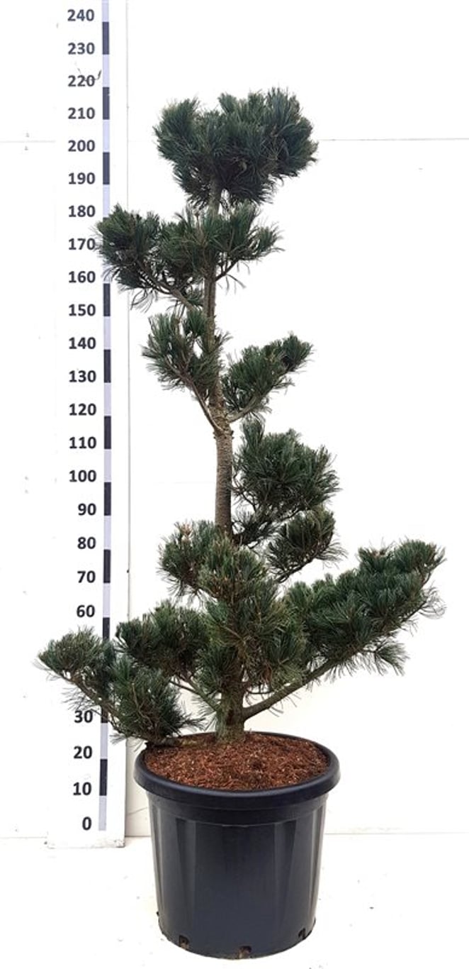 Pinus parv. 'Blue Giant' - 140-160 CM Bonsai Cont.